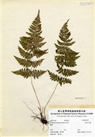 藏品(粗柄毛冷蕨)的圖片